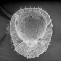 Scanning electron micrograph of Lytechinus variegatus embryo prior to the onset of gastrulation.
